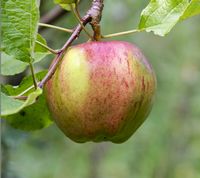 Pigeon Jerusalem æble